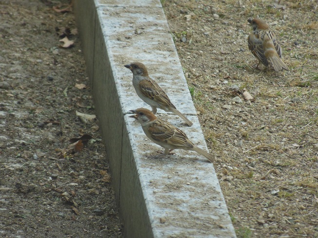 ★スズメさん　鶴舞公園★