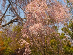 徳川庭園の枝垂れ桜♫