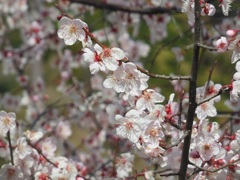 満開～静岡市清水