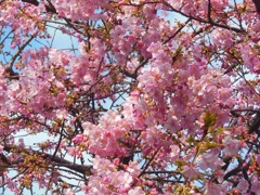 三浦海岸の河津桜♪
