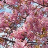三浦海岸の河津桜♪