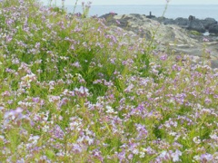 浜辺の花　荒崎海岸