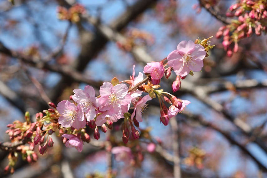 ♪河津桜～三浦海岸