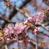♪河津桜～三浦海岸