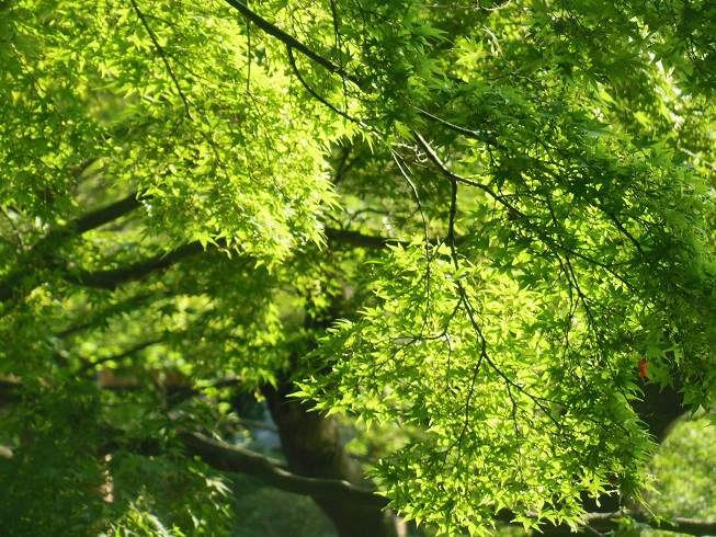 緑のモミジ～日比谷公園昼下がり