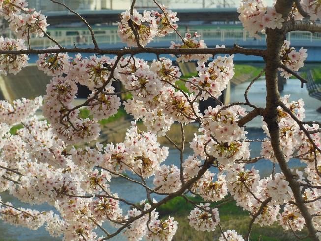 ♪桜　柏尾川♪