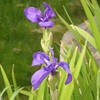 ★杜若～芝離宮