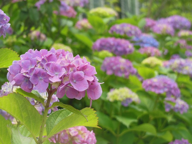 ♪　紫の紫陽花　♪　(多摩平)