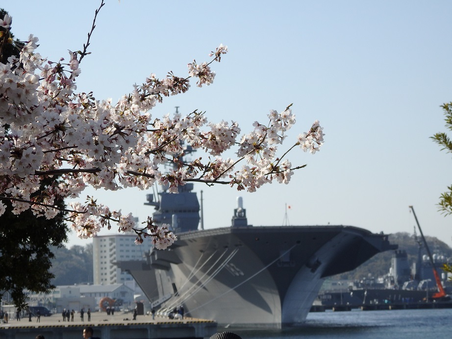 ♪桜といずも