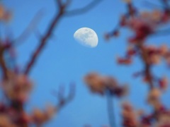 ♪梅の向こうにお月様