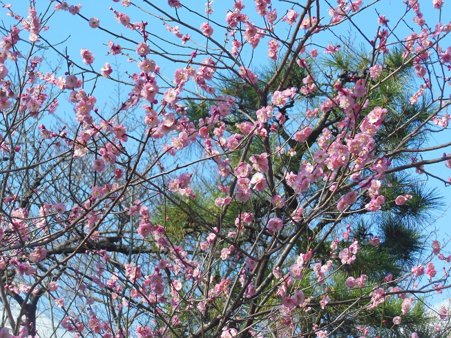 松梅　鶴舞公園♪