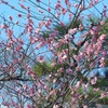 松梅　鶴舞公園♪