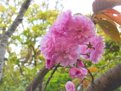 ♪八重桜　披露山公園