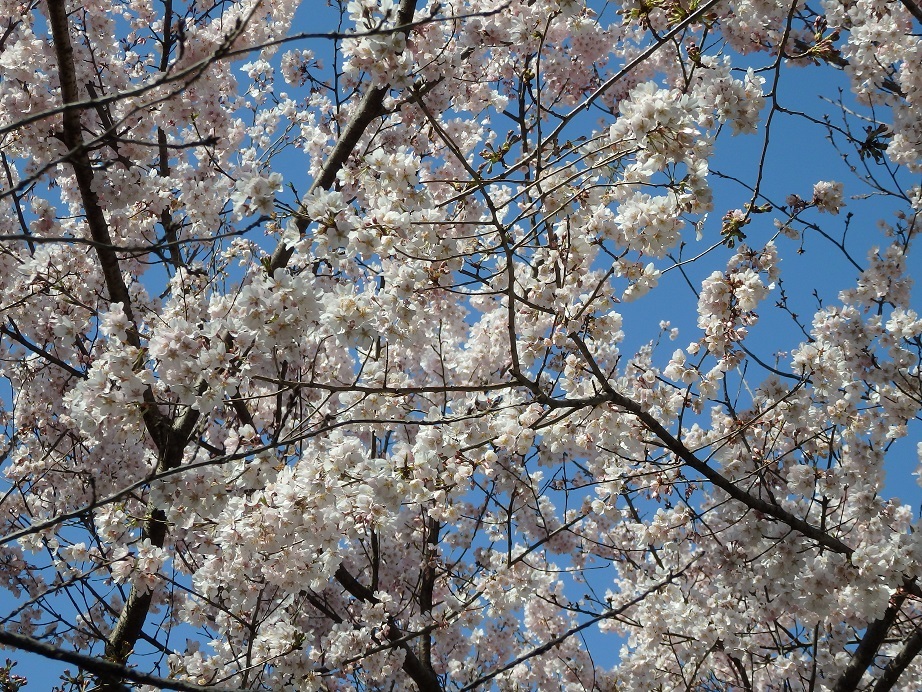 ♪小彼岸桜～飛鳥山公園