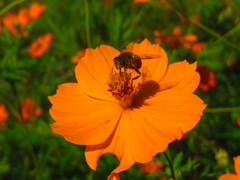 お花と蜂♪　横浜岡野公園
