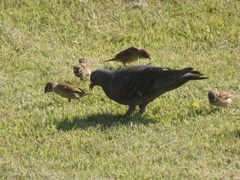 ♪日比谷公園～スズメ＆ハト