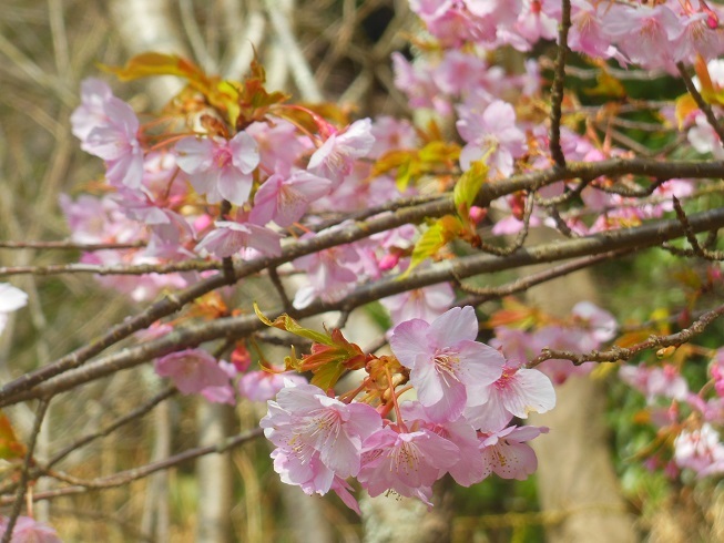 ♪河津桜＾＾