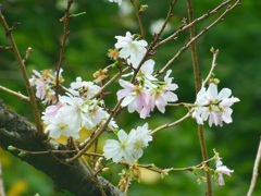 ♪十月桜～泉ガーデン
