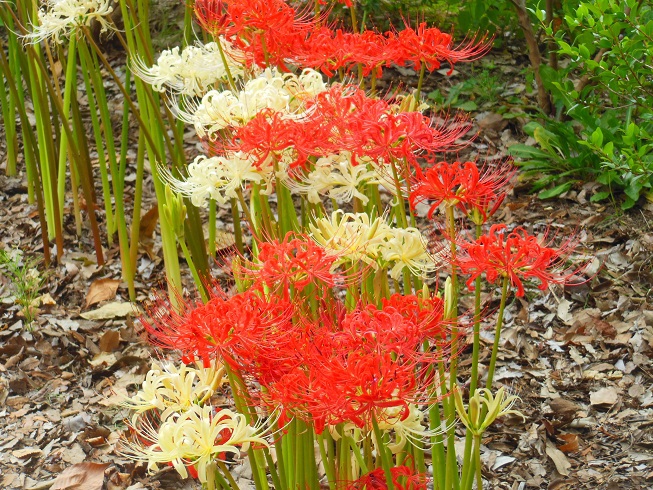 ♪紅白彼岸花～名城公園