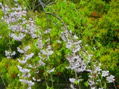 枝垂れ桜～徳川庭園