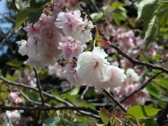 ♪里桜～御殿山