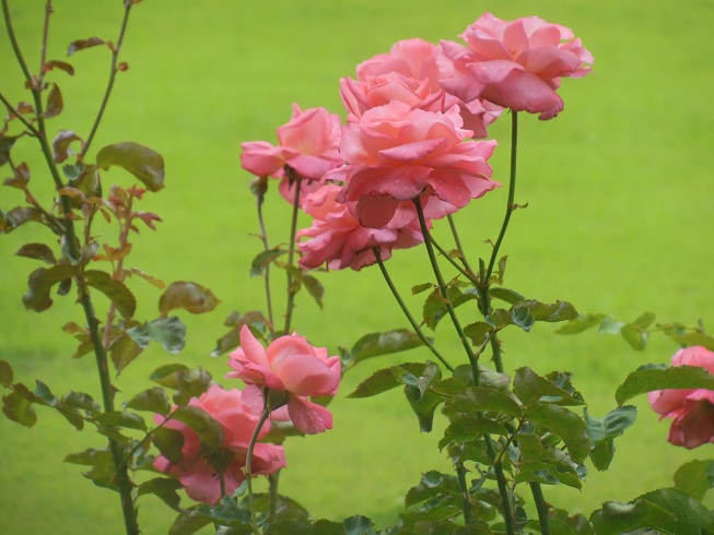 夏薔薇？　日比谷公園