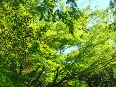 眩しい緑～グランドプリンス東京