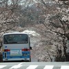 ♪桜のトンネル～逗子ハイランド^^