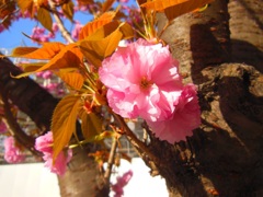 八重桜^^