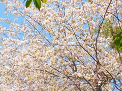 ♪桜　二条城