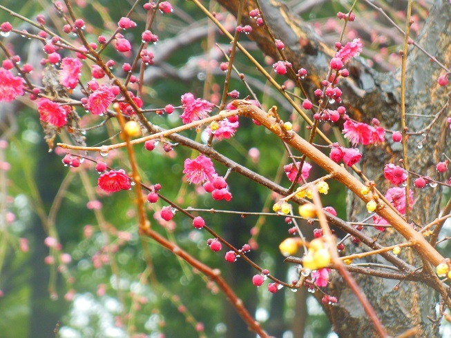 ♪紅梅と蝋梅～名城公園