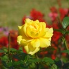 鶴舞公園～薔薇