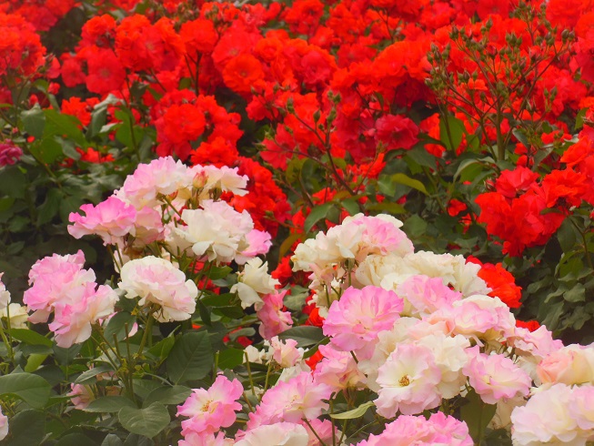 ♪鶴舞公園の薔薇♪