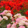 ♪鶴舞公園の薔薇♪
