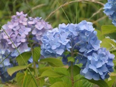 ♪葉山あじさい公園＾＾