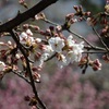 咲き始め～玉川園