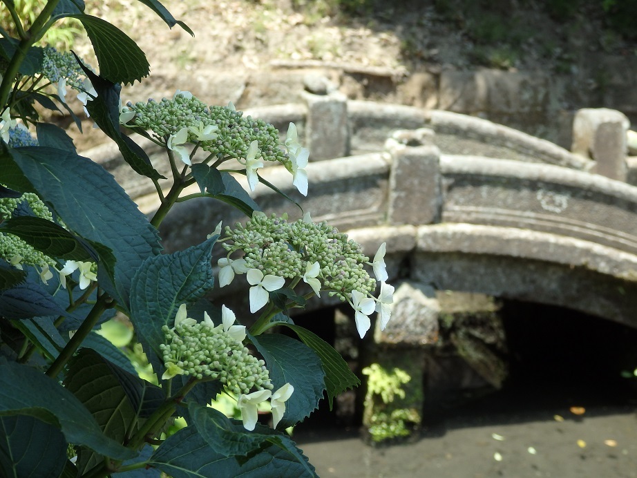 ♪額紫陽花～浄智寺