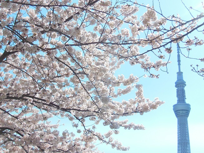 ♪隅田川の桜とスカイツリー