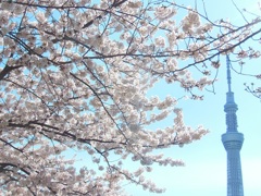 ♪隅田川の桜とスカイツリー