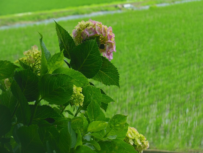 ♪茨城県八千代町♪