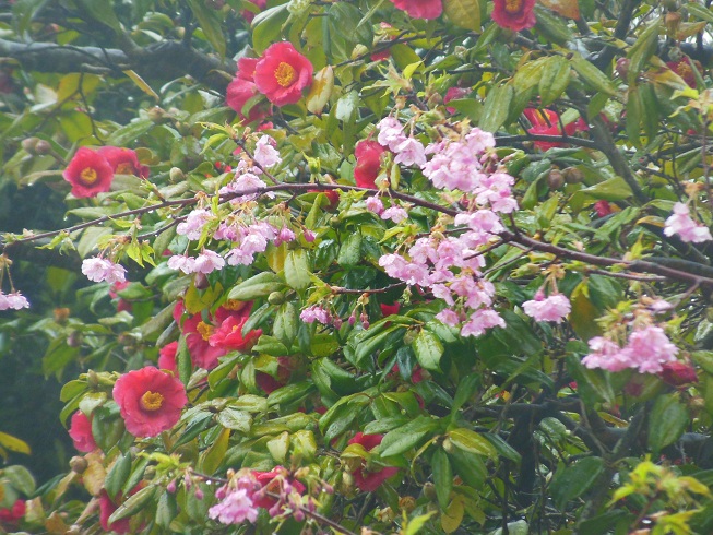 桜と山茶花　鎌倉