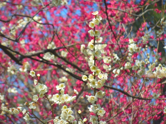 ♪紅白梅＾＾