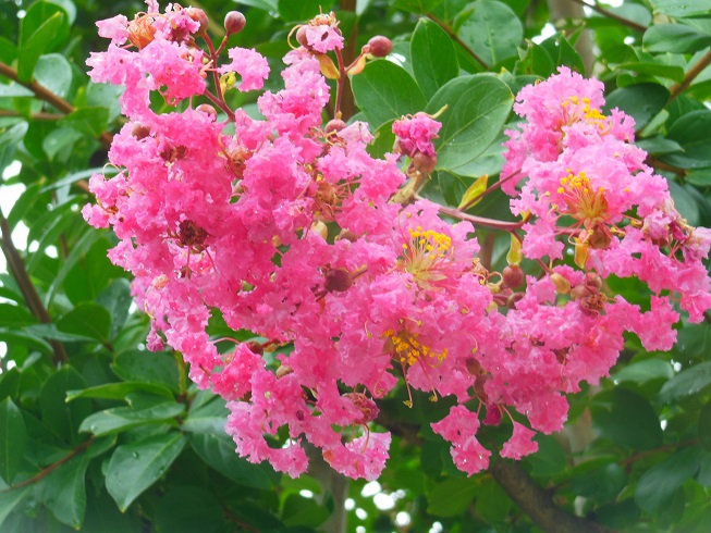 ♪真夏のお花満開～徳川庭園