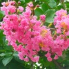 ♪真夏のお花満開～徳川庭園