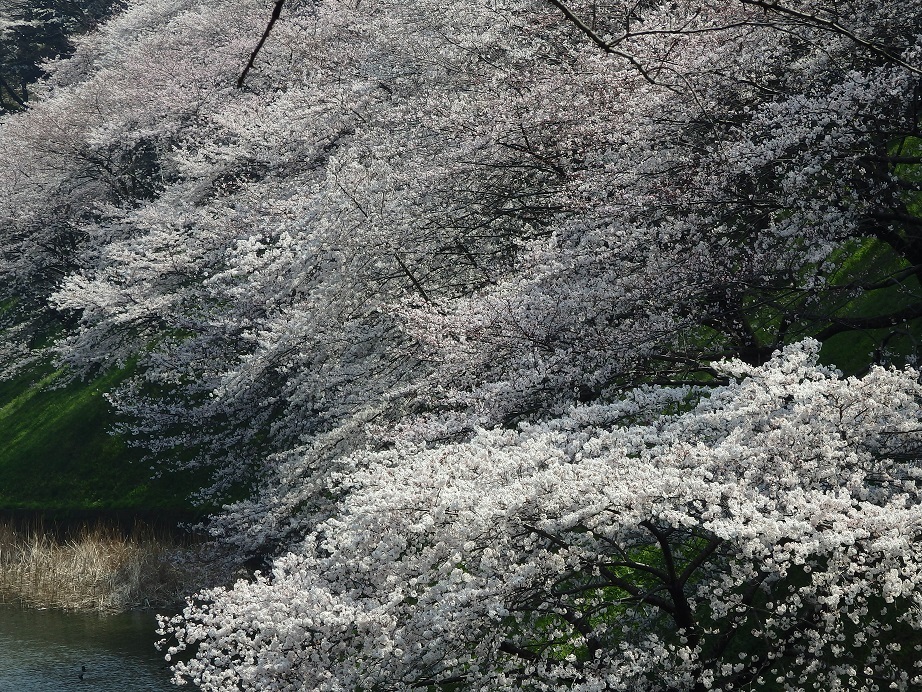 ♪桜～千鳥ヶ淵
