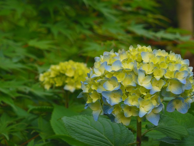 ♪紫陽花～洗足池