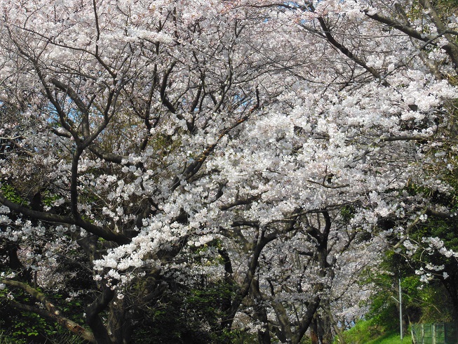 ♪黒崎城址♪
