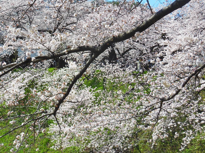 ♪桜～千鳥ヶ淵