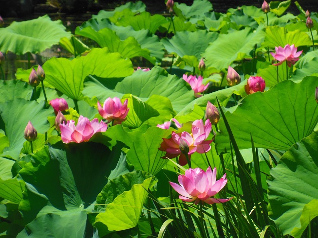 ♪蓮の花～鶴舞公園