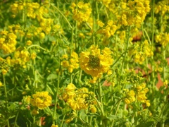 鶴舞公園の菜の花～名古屋